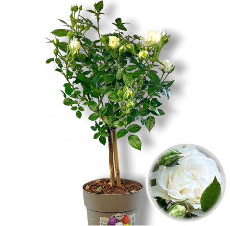Trandafir Alb - Picior (50cm+) [2]