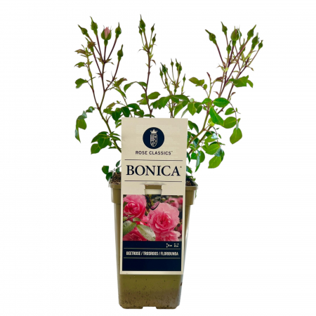 Trandafir Bonica - 40cm+ [1]