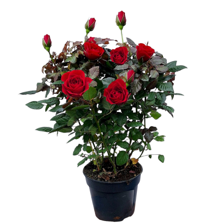 Flori Gradina si Balcon - Trandafir Mini - Rosu - 40cm