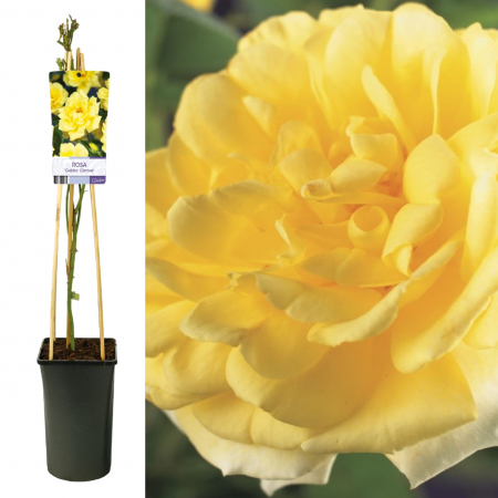 Trandafir Catarator Golden Climber - 75cm [1]
