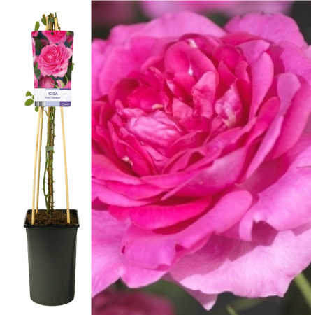 Trandafiri Cataratori - Trandafir Catarator Chaplins Pink - 75cm