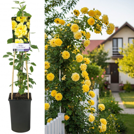 Trandafiri - Trandafir Catarator Golden Climber - 75cm