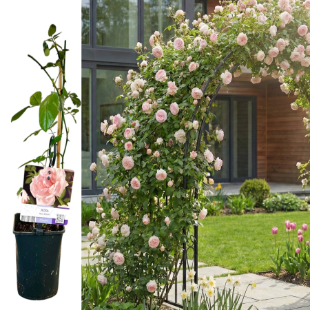 Trandafiri Cataratori - trandafir-new-dawn-mini-40cm-roz-pepiniera-sibiu