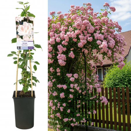 Trandafiri - Trandafir Catarator New Down - 75cm