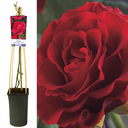 Trandafir Catarator Pauls Scarlet - 75cm [1]