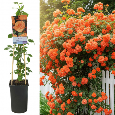 Trandafiri Cataratori - Trandafir Catarator Orange - 75cm