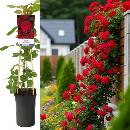 Trandafiri - Trandafir Catarator Red Climber - 75cm