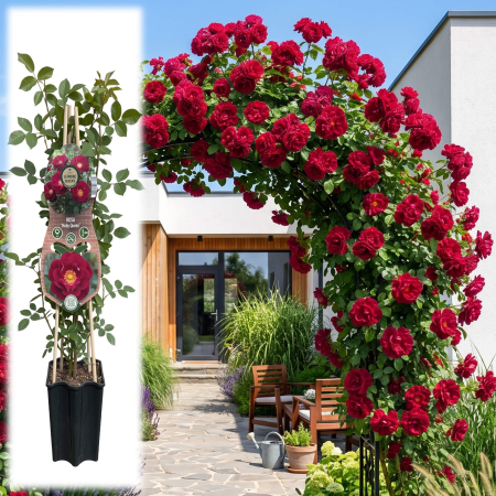 Trandafiri Cataratori - trandafir-catarator-rosa-ruby-queen-rosu-pepiniera-sibiu