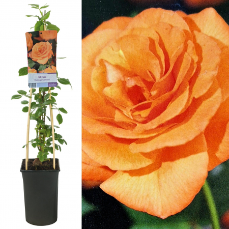 Trandafir Catarator Orange - 75cm [1]