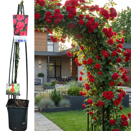 Trandafiri Cataratori - trandafir-catarator-pauls-scarlet-rosu-115cm-pepiniera-sibiu