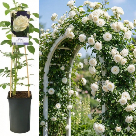 Trandafiri - trandafir-catarator-alb-pur-pepiniera-sibiu