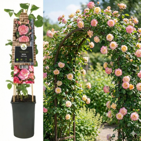 Trandafiri - trandafir-catarator-candy-roz-pepiniera-sibiu