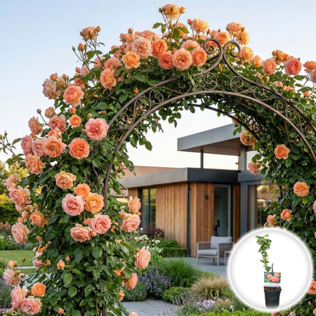 Trandafiri Parfumati - rosa-peach-queen-trandafir-catarator-piersica-pepiniera-sibiu