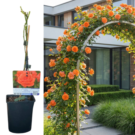 Trandafiri - trandafir-catarator-orange-queen-portocaliu-pepiniera-sibiu