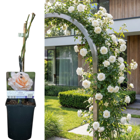 Trandafiri Cataratori - trandafir-catarator-snow-queen-alb-pur-pepiniera-sibiu