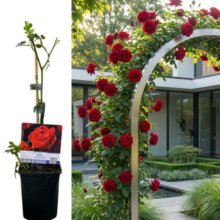Trandafiri - trandafir-catarator-red-climber-rosu-pepiniera-sibiu