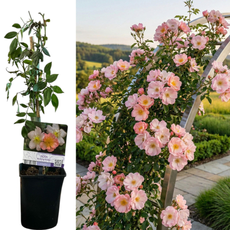 Trandafiri Cataratori - trandafir-catarator-blushing-queen-roz-pal-pepiniera-sibiu