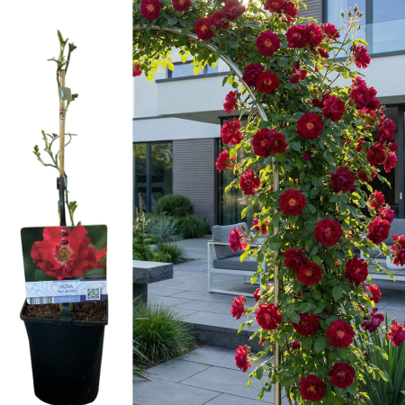 Trandafiri - trandafir-catarator-red-queen-rosu-pepiniera-sibiu