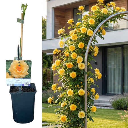 Trandafiri - trandafir-catarator-spring-queen-galben-pepiniera-sibiu