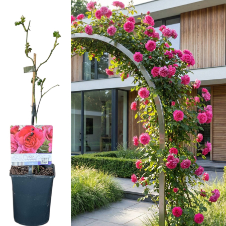 Trandafiri Cataratori - trandafir-catarator-candy-queen-roz-pepiniera-sibiu