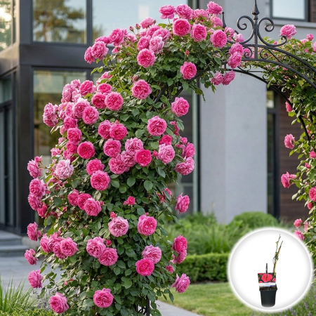 Trandafiri - trandafir-catarator-pink-queen-roz-pepiniera-sibiu