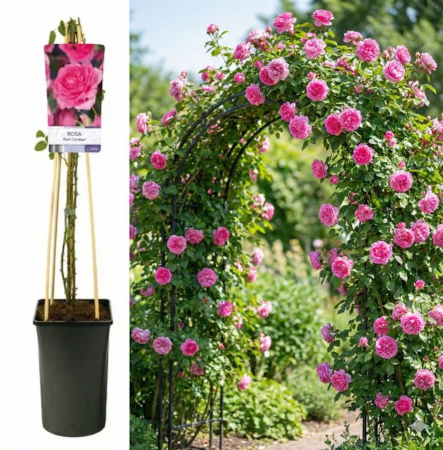 Trandafiri - trandafir-catarator-pink-climber-roz-pepiniera-sibiu