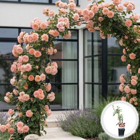 Trandafiri - trandafir-catarator-rosa-lolypop-queen-cod-pepiniera-sibiu