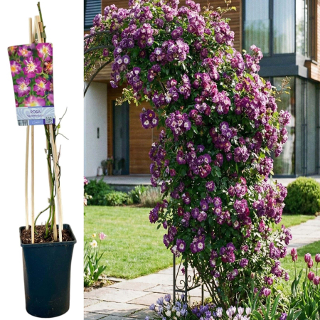 Trandafiri Cataratori - trandafir-catarator-veilchenblau-mov-violet-pepiniera-sibiu