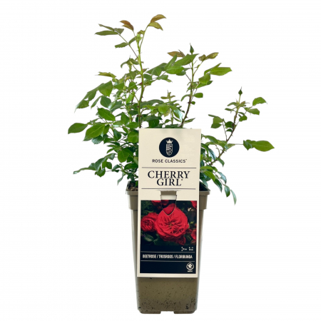Trandafiri - Trandafir Cherry Girl - 40cm+