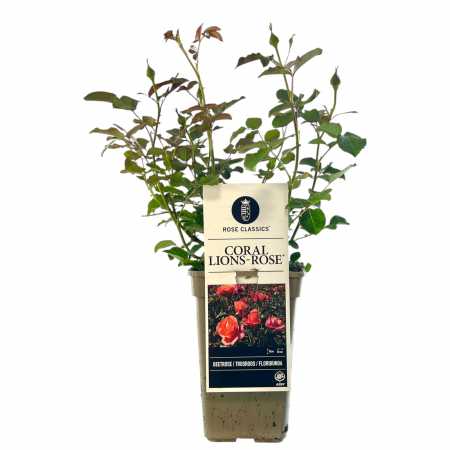 Trandafir Coral Lions-Rose - 40cm+ [1]
