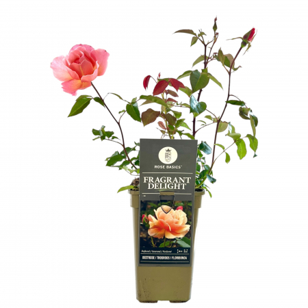 Trandafir Fragrant Delight - 40cm [1]