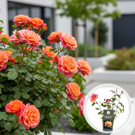 Trandafiri Pitici - Trandafir Fragrant Delight - 40cm