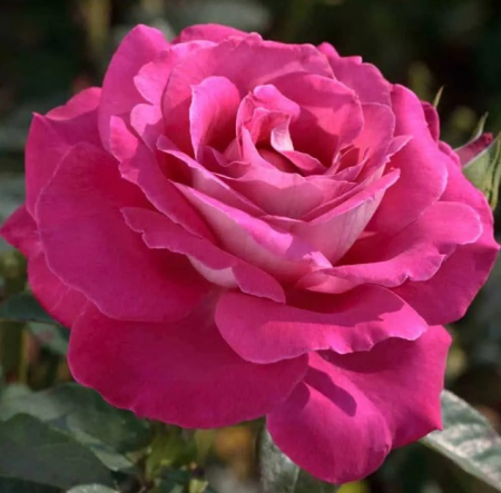 Trandafiri - Trandafir Grandiflora - Baron Ed. Rothschild (3L)