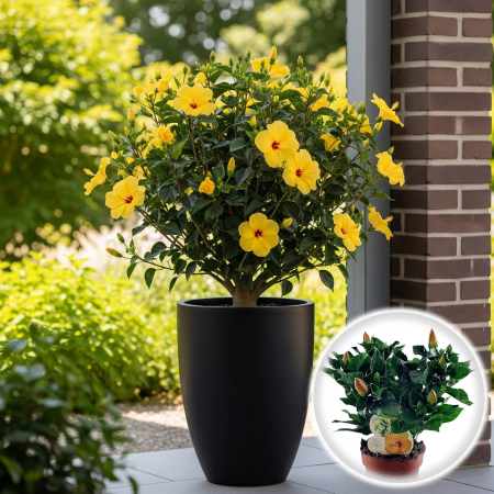 Plante Interior - Trandafir Japonez - v - 35cm+