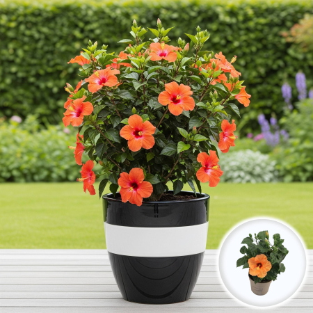 Plante Interior - trandafir-japonez-hibiscus-rosa-sinensis-portocaliu-pepiniera-sibiu