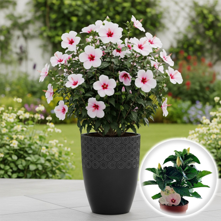 Flori Gradina si Balcon - Trandafir Japonez - Alb-Roz - 35cm+