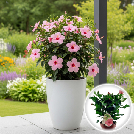 Flori Gradina si Balcon - Trandafir Japonez - Roz - 35cm+