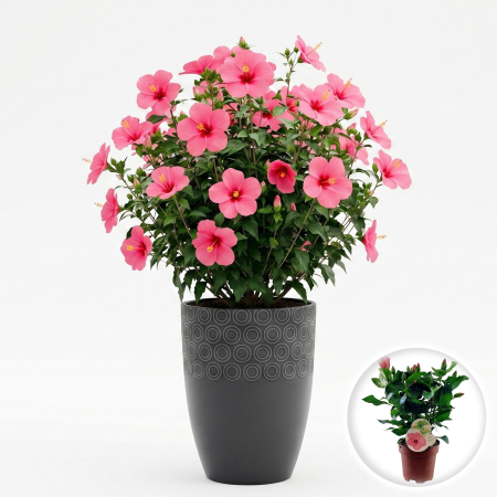 Plante Interior - hibiscus-rosa-sinensis-roz-trandafir-japonez-pepiniera-sibiu