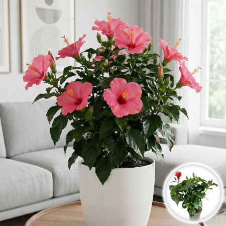 Trandafir Japonez - Trandafir Japonez - Roz - 35cm+