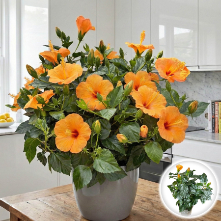 Trandafir Japonez - trandafir-japonez-hibiscus-rosa-sinensis-portocaliu-pepiniera-sibiu