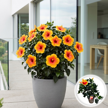 Plante Interior - hibiscus-rosa-sinensis-salsa-trandafir-japonez-rosu-pepiniera-sibiu
