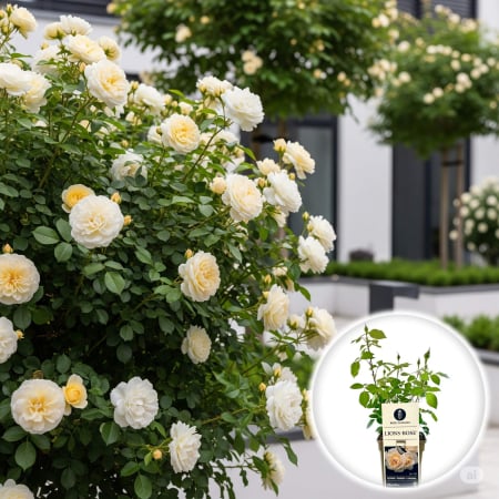 Trandafiri Pitici - Trandafir Lions Rose - 40cm