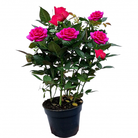Flori Gradina si Balcon - Trandafir Mini - Roz - 40cm