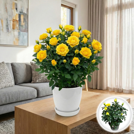 Flori Gradina si Balcon - trandafir-pitic-galben-ghiveci-pepiniera-sibiu