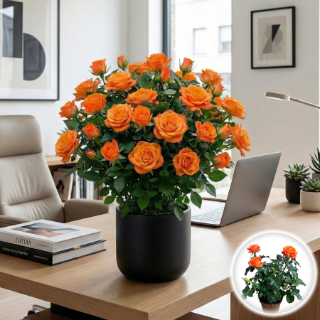 Flori Gradina si Balcon - trandafir-pitic-portocaliu-ghiveci-pepiniera-sibiu