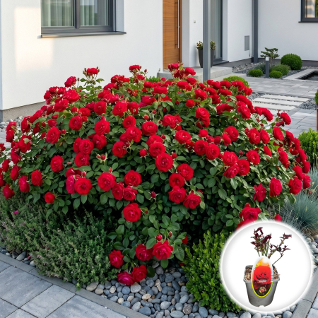 Trandafiri - trandafir-pitic-adventure-rosa-pepiniera-sibiu