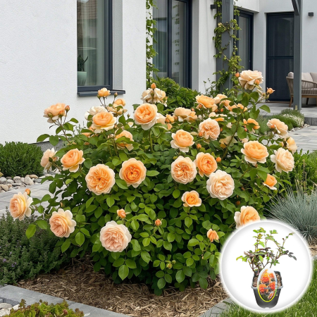 Trandafiri Pitici - trandafir-pitic-floriana-rosa-ghiveci-pepiniera-sibiu