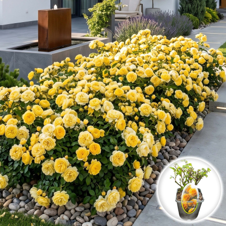 Trandafiri Pitici - trandafir-pitic-faustinia-rosa-ghiveci-pepiniera-sibiu