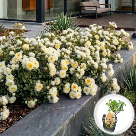 Trandafiri Pitici - trandafir-pitic-jolandia-rosa-ghiveci-pepiniera-sibiu