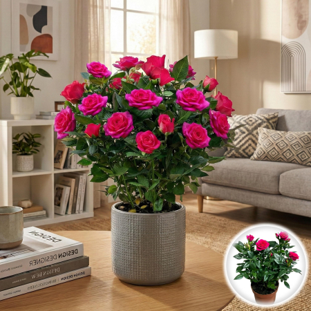 Flori Gradina si Balcon - trandafir-pitic-roz-ghiveci-pepiniera-sibiu